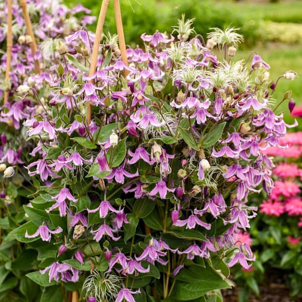 Proven Winners 0.65 Gal. Stand By Me Pink Bush Clematis (Clematis Hybrid) Live Perennial Plant with Pink Flowers