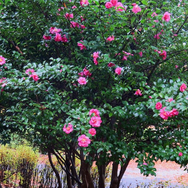 national PLANT NETWORK 3 gal. Camellia Rose of Autumn Shrub with