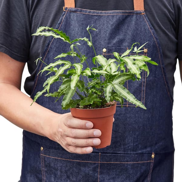 Unbranded - Albo Fern (Pteris Cretica) Plant in 4 in. Grower Pot
