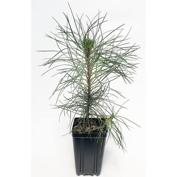 Unbranded Red Pine Potted Evergreen Tree