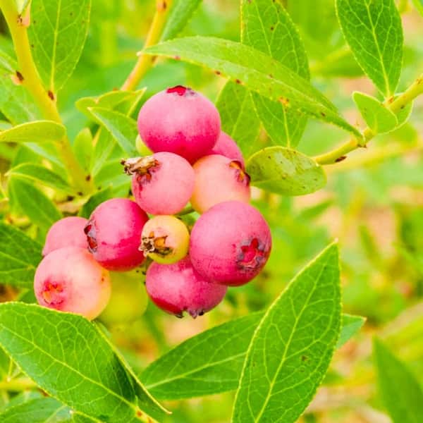 DIRECT GARDENING 3 Gal. Pot, Pink Lemonade Blueberry Bush Fruit Bearing Plant (1-Pack)