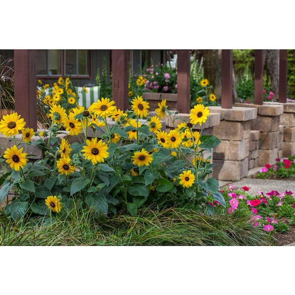 Vigoro 2 Gal. Sunflower Sunfinity Yellow in Decorative Planter