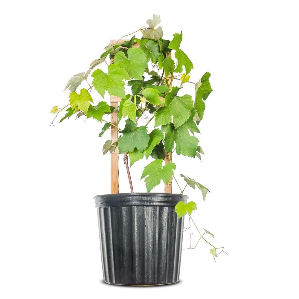 Perfect Plants Catawba Grape Vine in 3 Gal. Grower's Pot THD10029 - The ...