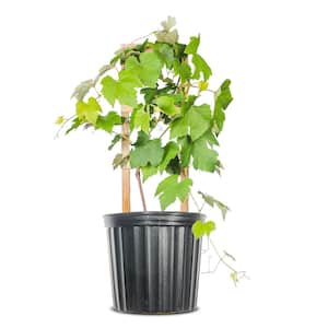 Catawba Grape Vine in 3 Gal. Grower's Pot