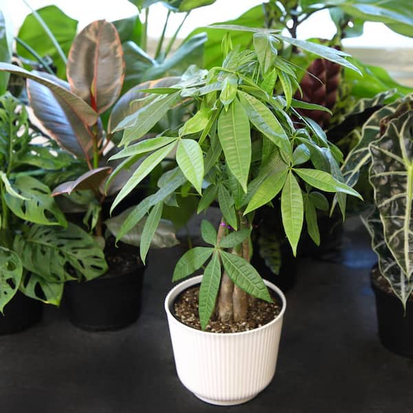 buy zz raven plant Black Raven ZZ Plant (Zamioculcas Zamiifolia)