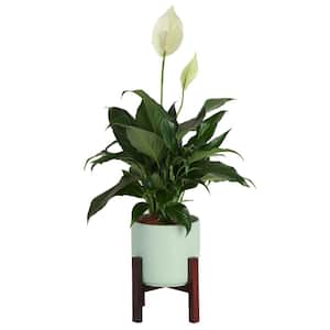 Spathiphyllum Peace Lily Indoor Plant in 6 in. Mid Century Pot and Stand, Avg. Shipping Height 1-2 ft. Tall