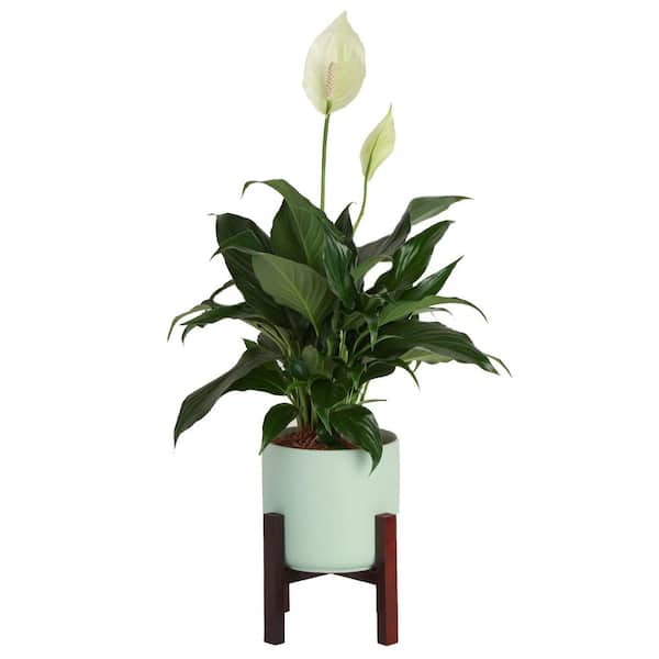 Costa Farms Spathiphyllum Peace Lily Indoor Plant in 6 in. Mid Century Pot and Stand, Avg. Shipping Height 1-2 ft. Tall