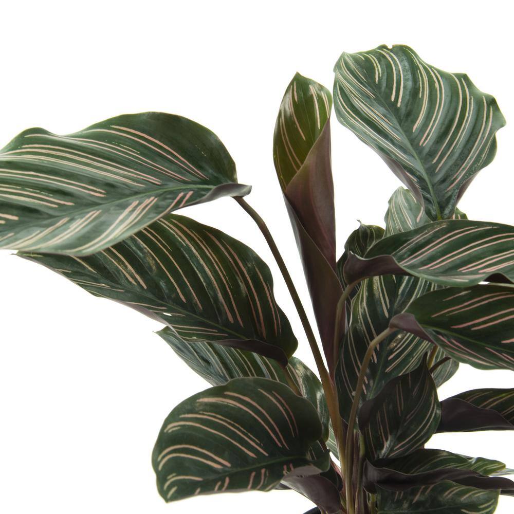 4 in Calathea Ornata Live Houseplant Set with Green Leaves