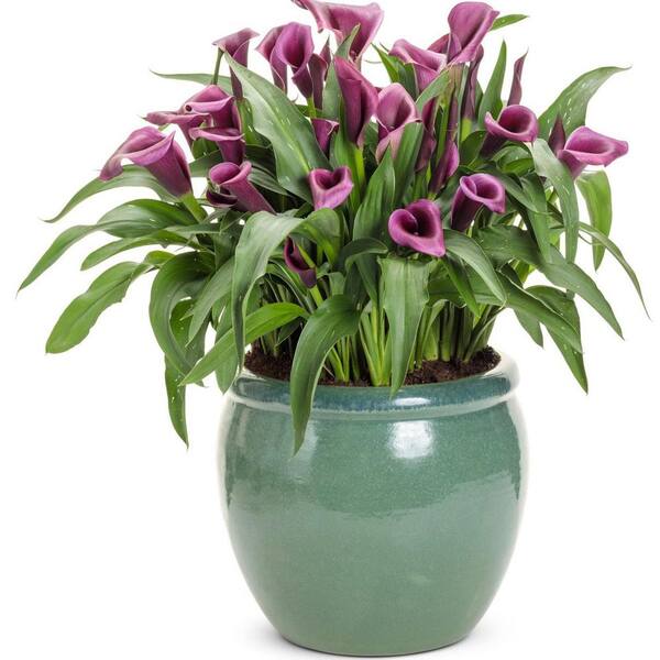 LILY です Proven Winners 6.5 in. Be My Destiny Calla Lily