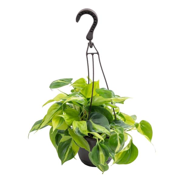Costa Farms 6.6 in Exotic Angel Assorted Foliage Plant in Hanging Basket, Grower's Choice