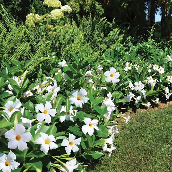 2 Qt. Dipladenia Flowering Annual Shrub with White Blooms