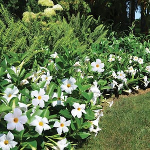 2 Qt. Dipladenia Flowering Annual Shrub with White Blooms