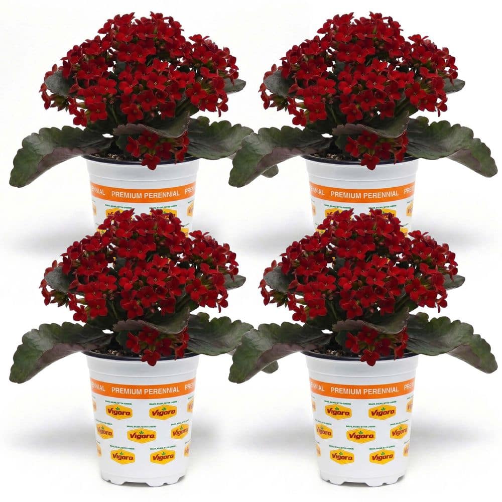 Vigoro 1 Qrt Mandala Kalanchoe Plant with Dark Red Flowers (4-Pack