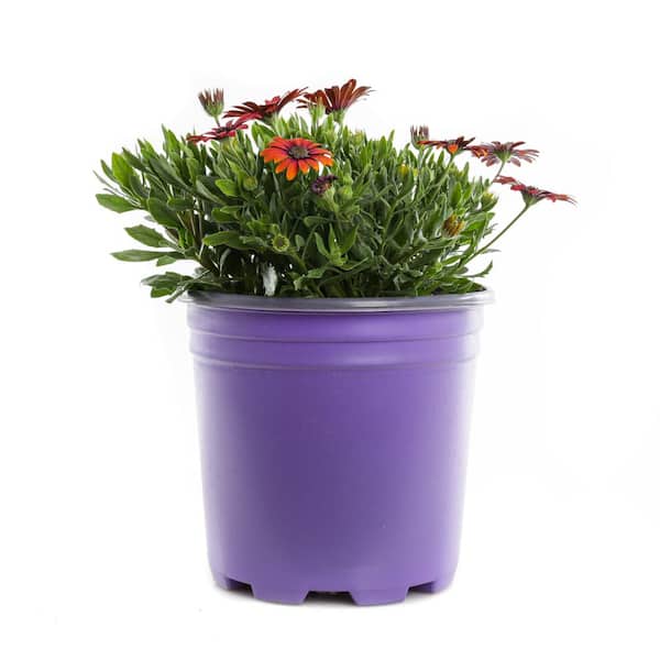 2.5 Qt. Osteospermum Zion Purple Sun African Daisy Plant
