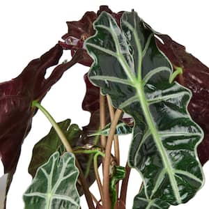 Alocasia African Mask (Alocasia Polly) Plant in 4 in. Grower Pot