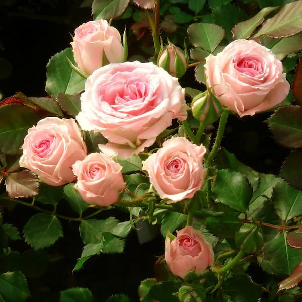 Reviews for national PLANT NETWORK 2 Gal. Cupcake Rose with Pink