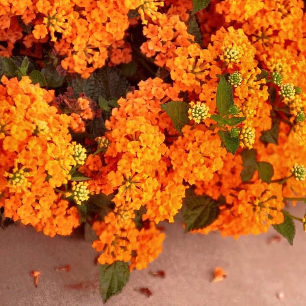 Have a question about national PLANT NETWORK 4 in. Lucky