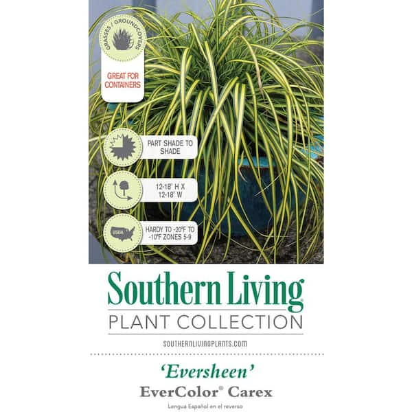 SOUTHERN LIVING 2.5 Qt. Evercolor Eversheen Carex (Sedge Grass