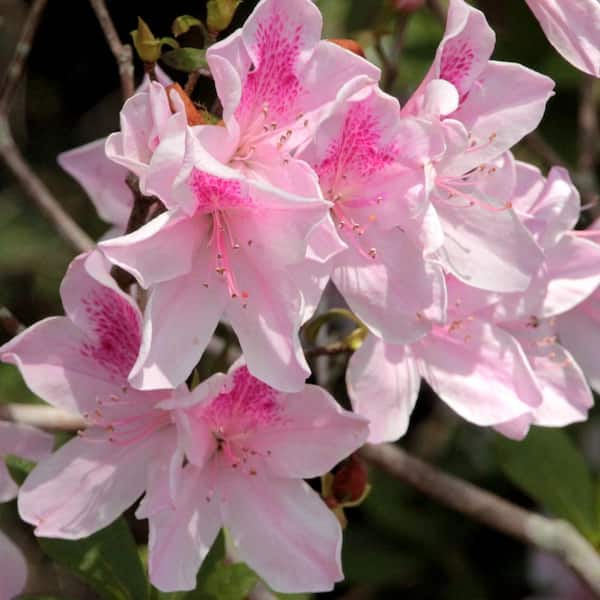 national PLANT NETWORK 2.5 qt. Azalea George L. Tabor Flowering Shrub with White and Pink Blooms