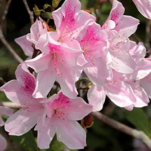 2.25 Gal. Azalea George L. Tabor Flowering Shrub with White and Pink Blooms