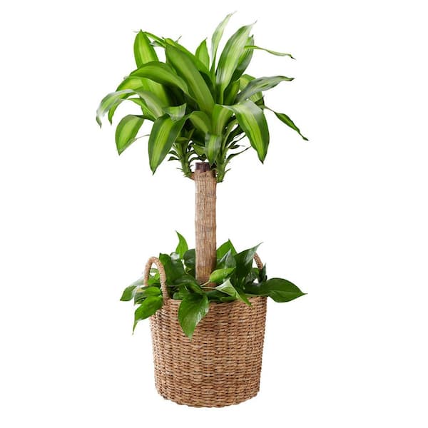 14.5 in. Dia x 16 in. H Straight Sided Twisted Lampakanay Basket