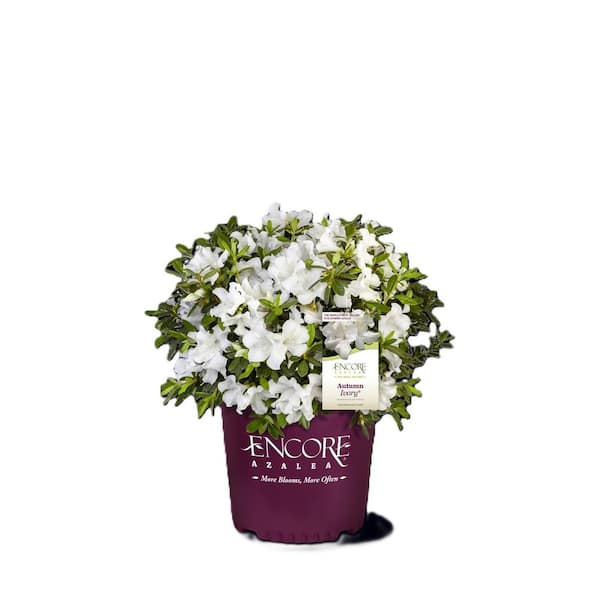 ENCORE AZALEA 1 Gal. Encore Autumn Ivory Azalea Shrub with Bright White Reblooming Flowers