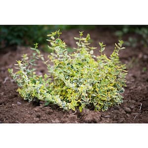 1 Gal. Goldentipped Wintercreeper Euonymus Shrub Evergreen, Emerald Leaves Trimmed with Gold Edges