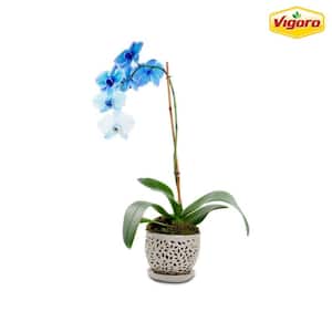 INGOFIN Ceramic Plant Pots - 6 inch + 5 inch Planter with Drainage Hole,  Cylinder Round Flower Orchid Succulent Pots for Indoor or Outdoor Plants