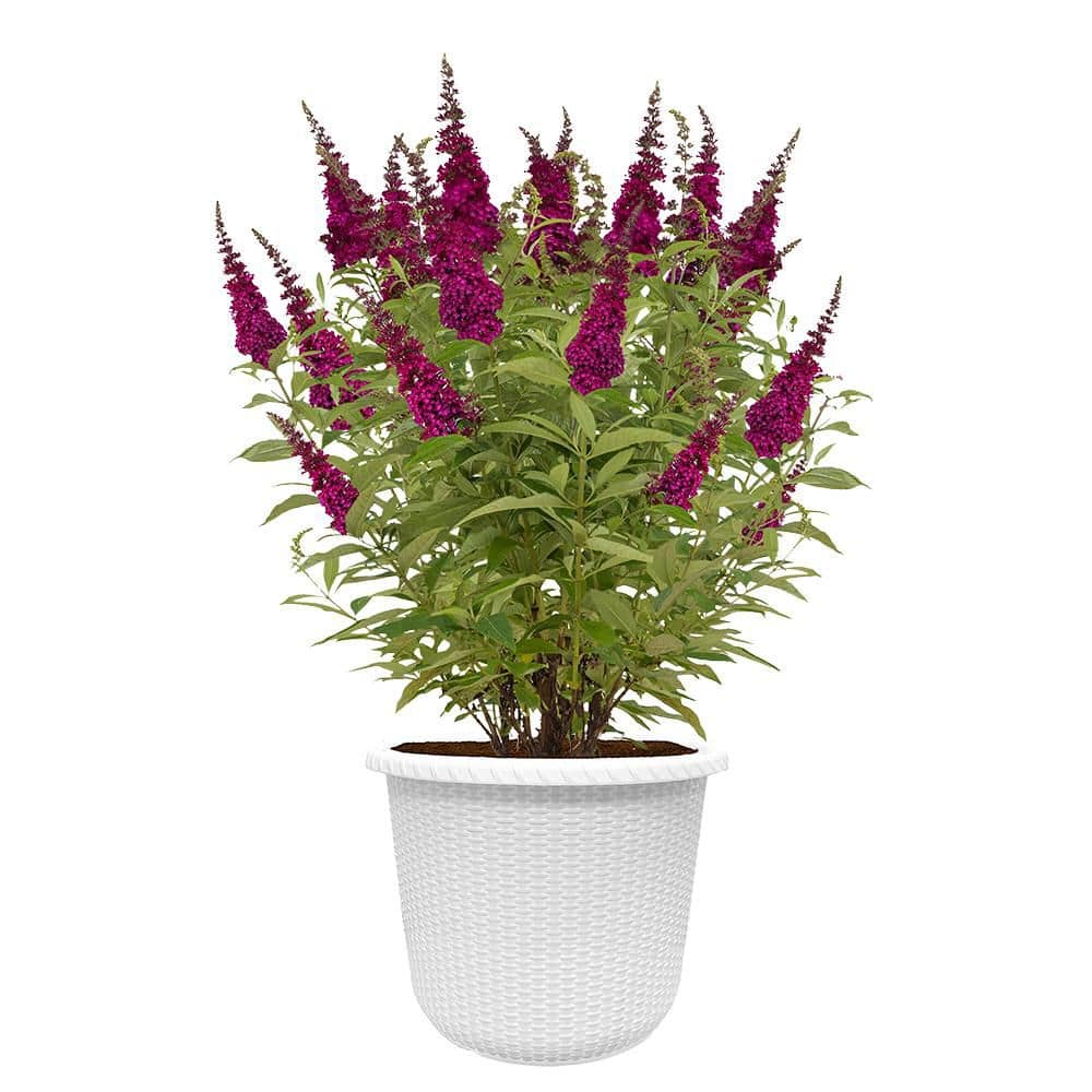 2 Gal. Funky Fuchsia Buddleia Shrub with Fragrant Reddish-Pink Blooms in Decorative Container price history on PriceWatchPro