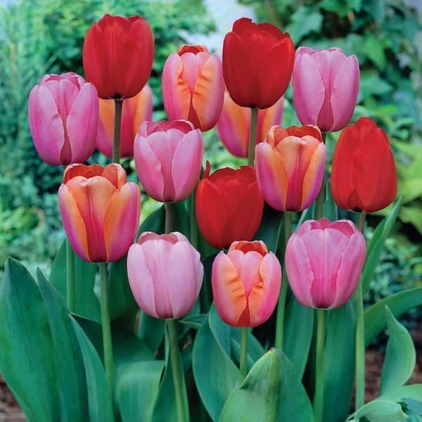 Garden State Bulb 12/+ cm, Darwin Hybrid Plant to Impress Mix Tulip Flower Bulbs (Bag of 50)