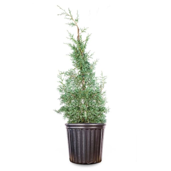 Carolina Sapphire Cypress Tree in 3 Gal. Grower's Pot