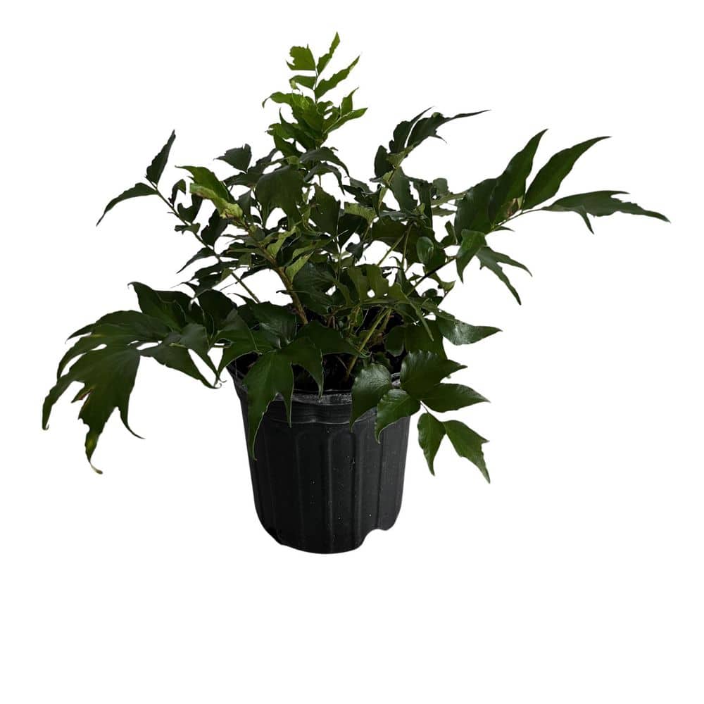 1 gal. Holly Fern Plant price history on PriceWatchPro