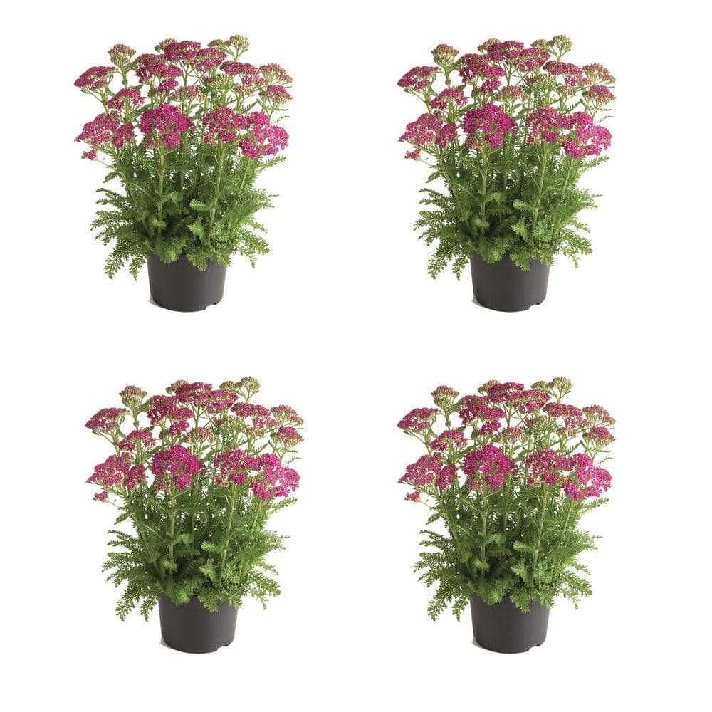 2.5 qt. Achillea Milly Rock Rose Perennial Plant with Pink Flowers - (4-Pac