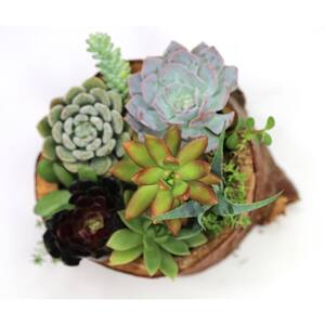 10" Hand Carved Reclaimed Wood Bowl Centerpiece with Assorted Live Succulents - Helena