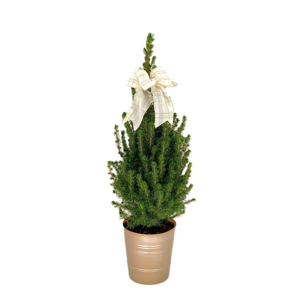 Unbranded 7 in. Holiday Dwarf Alberta Spruce in Gold Pot with Plaid Holiday Bow (Approximate Plant Shipping Height 15-18 in.)