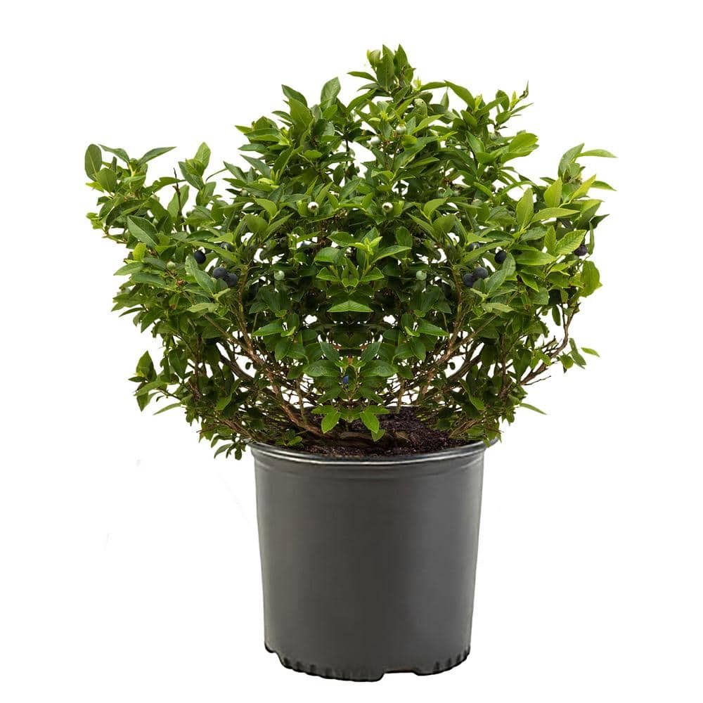 2.5 Qt. Sharpblue Blueberry Plant with White Flowers and Green Foliage