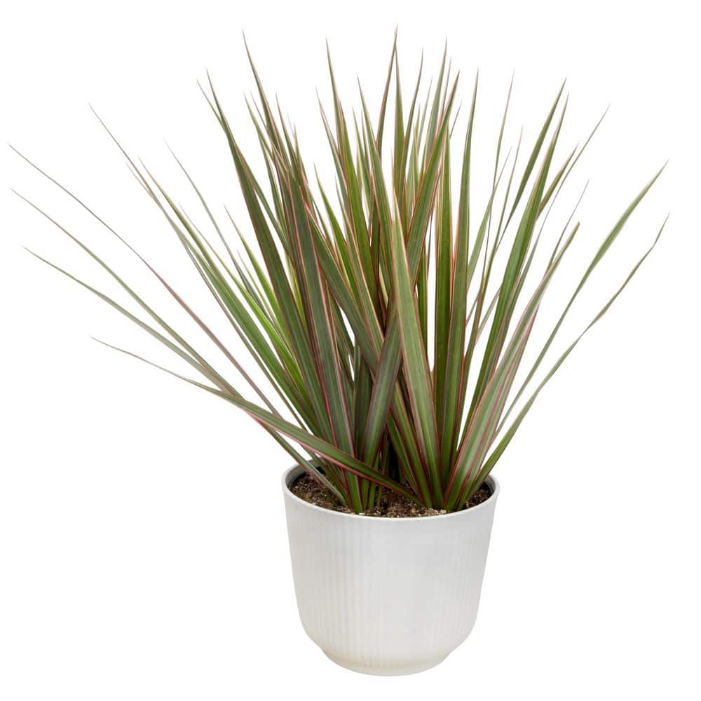 ALTMAN PLANTS Dracaena Marginata Bicolor, 6 in. White Decorative Pot, Easy Variegated Dracaena Plant, Live Indoor House Plant Gift