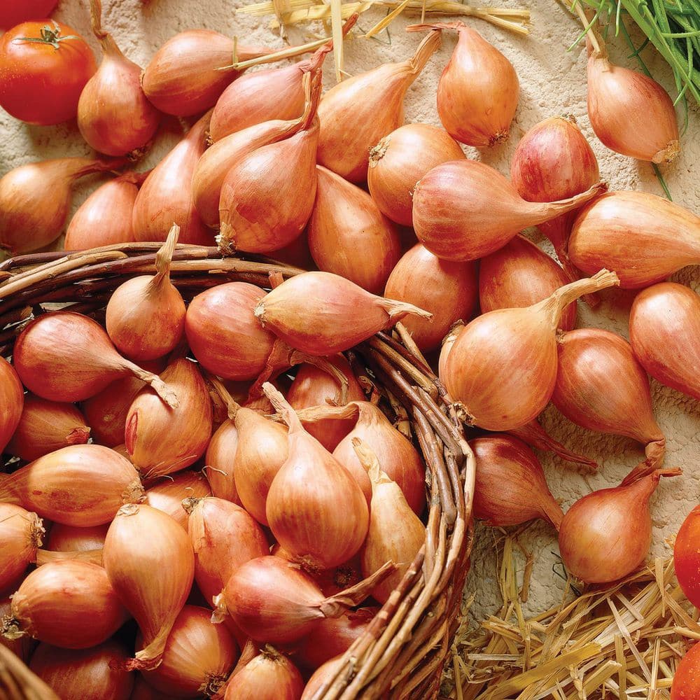 Organic Dutch Red Shallot Bulbs — San Diego Seed Company