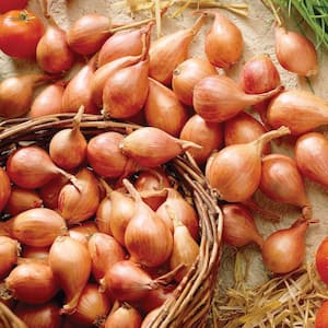 Dutch Shallots Yellow Set of 25 Bulbs