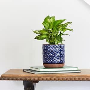 Griffy 5.9 in. x 6.1 in. Blue Ceramic Indoor Pot