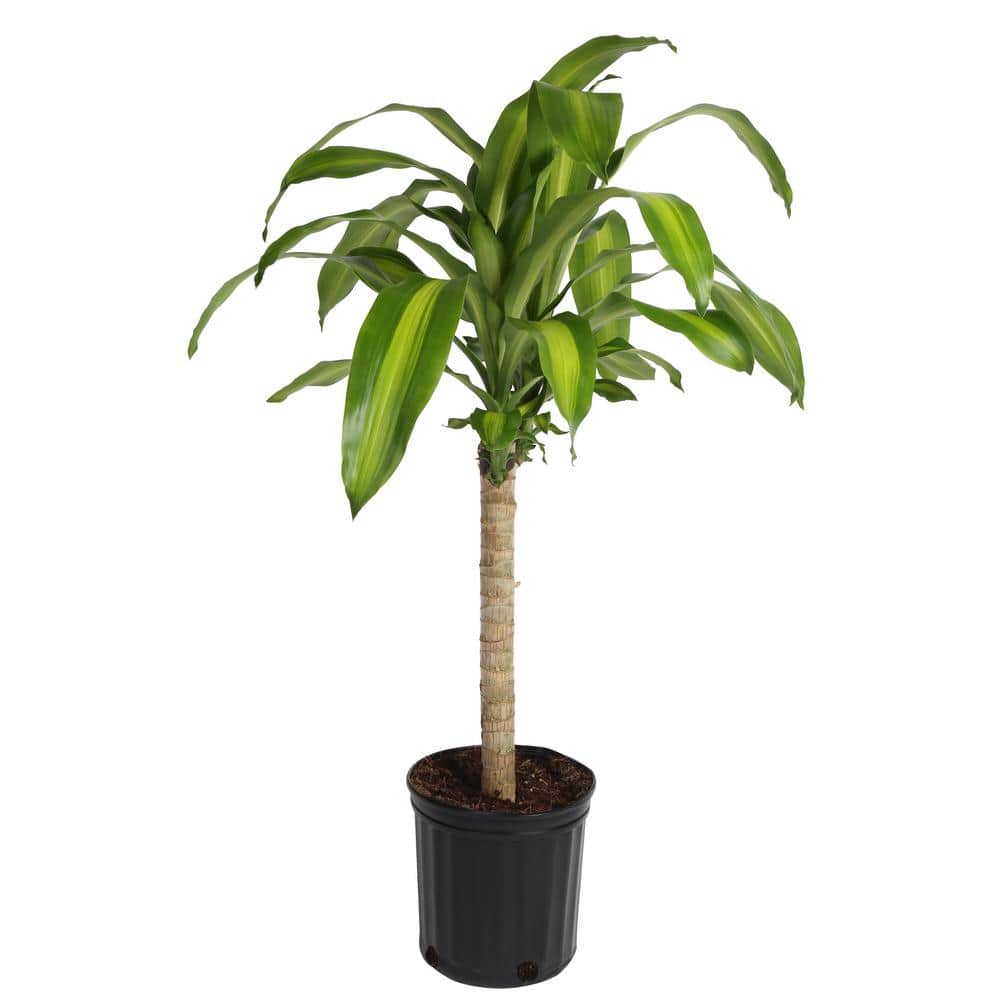 Costa Farms Mass Cane Indoor Plant in 8.78 in. Grower Pot, Avg