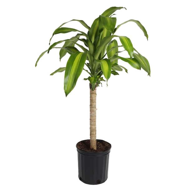 Costa Farms Mass Cane Indoor Plant in 8.78 in. Grower Pot, Avg. Shipping Height 2-3 ft. Tall