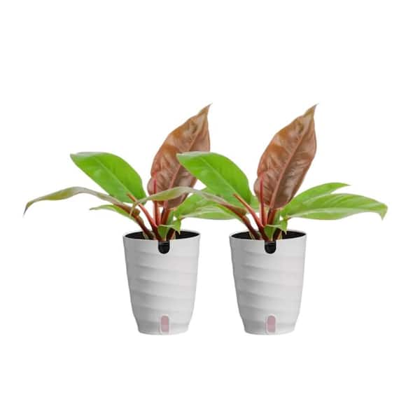 where to buy a spider plant Variegated Spider Plant (Chlorophytum comosum 'Vittatum') in 2.5-inch Pot by Smoke Camp Crafts
