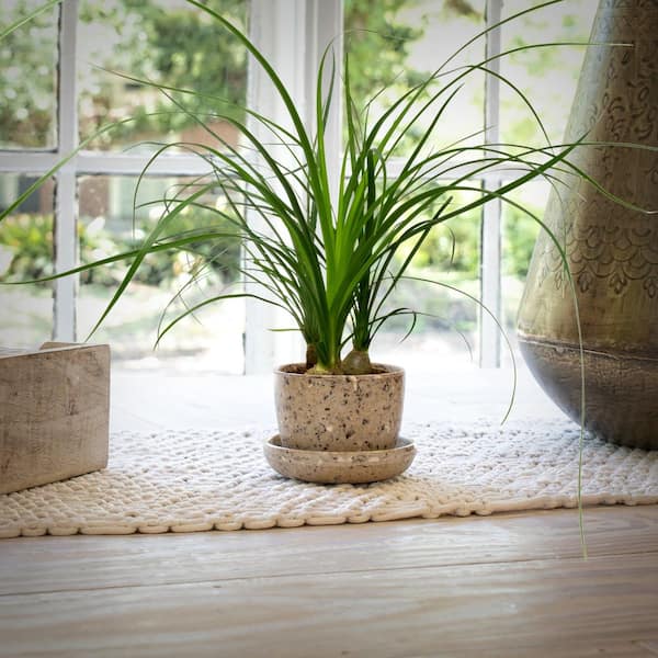 4 in. Ponytail Palm Plant in Grower Containers (3-Pack)