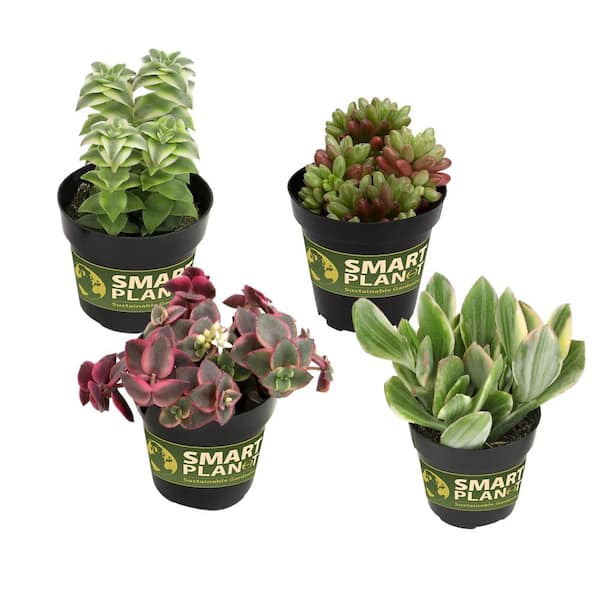 ALTMAN PLANTS Variegated Succulent Plants Mini Plant 4-Pack (Echeveria, Calico Kitten, Sedum) in 2.5 in. Grower Pots, Non-Flowering