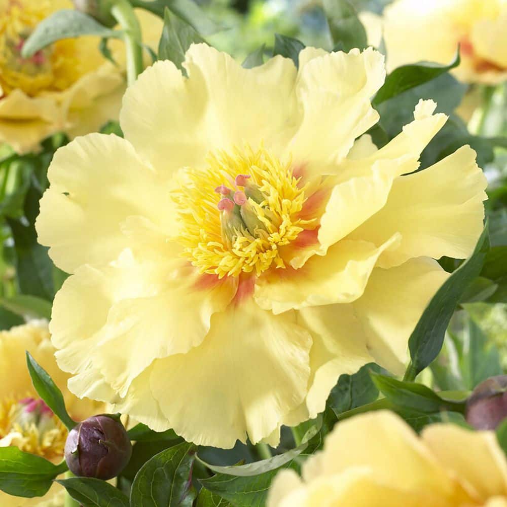 VAN ZYVERDEN Itoh Peony Garden Treasure Set of 1 Root 84542 VAN ZYVERDEN Itoh Peony Garden Treasure Set of 1 Root 84542