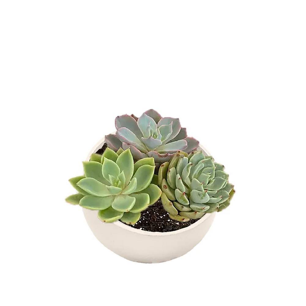 Cream 7" Orbital Bamboo Planter for Succulents