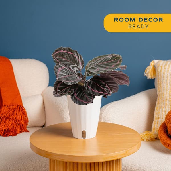 Calathea Dottie Indoor Plant in 6 in. Self-Watering Planter, Avg. Shipping Height 1-2 ft. Tall