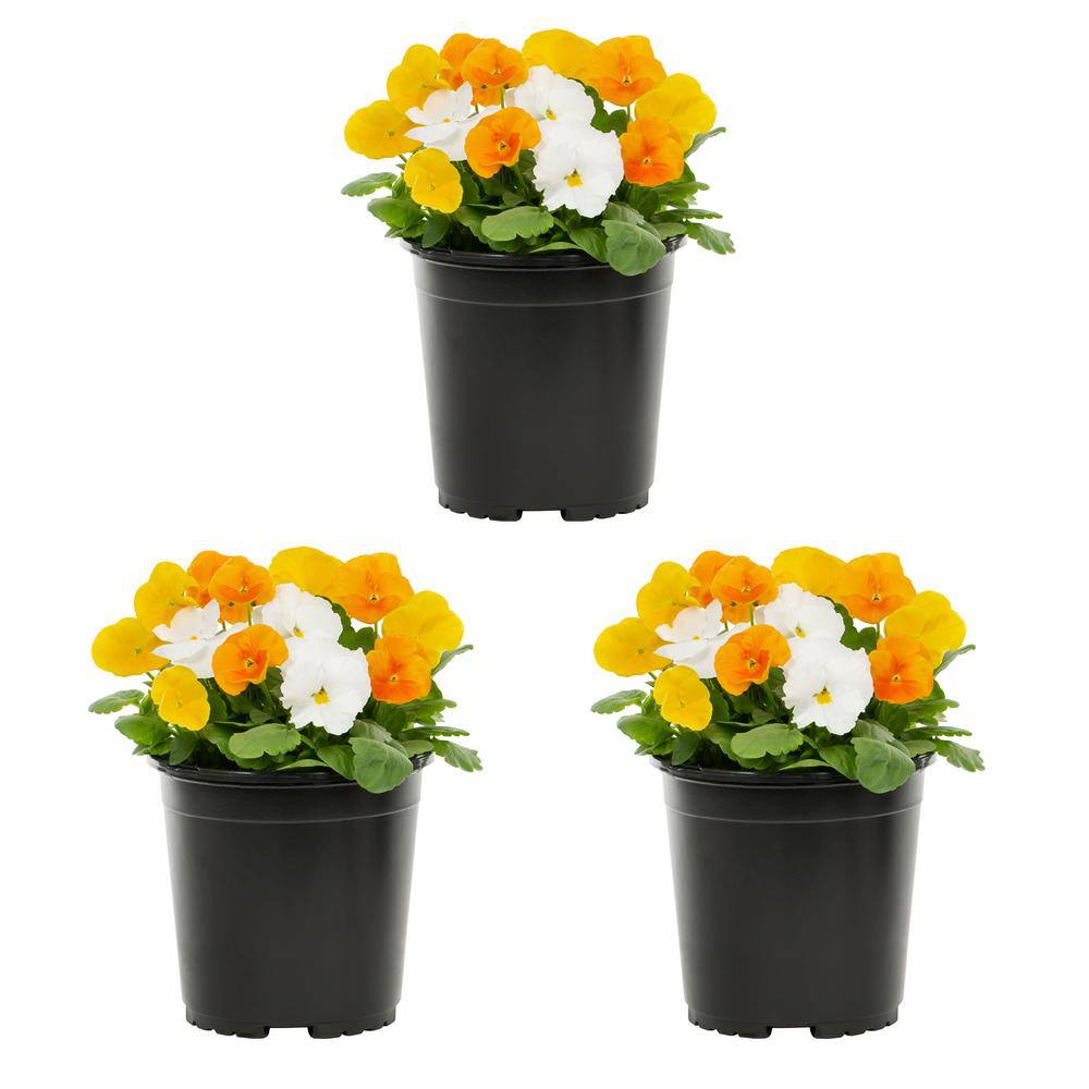 METROLINA GREENHOUSES 2 Qt. Pansy Yellow, Orange and White Clear Mix
