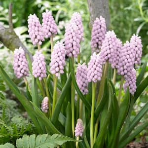 Grape Hyacinths Pink Sunrise Bulbs (10-Pack)